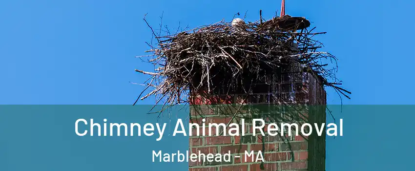  Chimney Animal Removal Marblehead - MA
