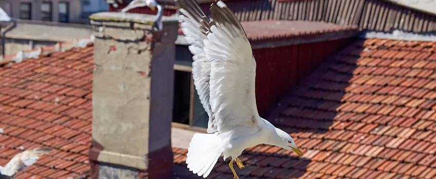 Residential Chimney Animal Removal Solution in Marblehead, MA