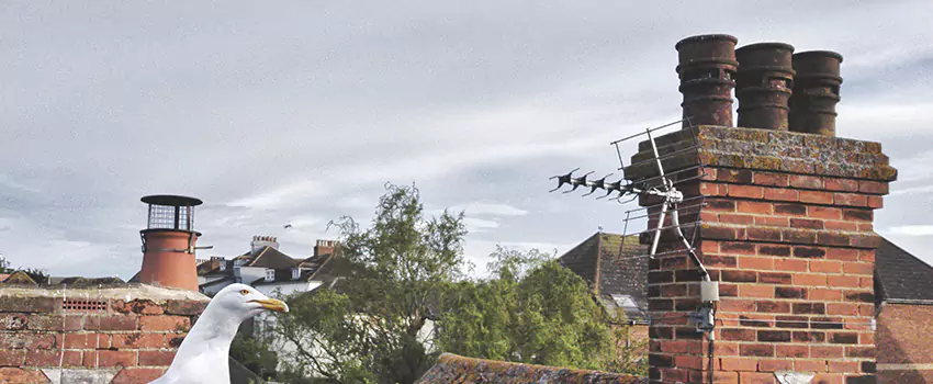 Chimney Cleaning And Restoration in Marblehead, Massachusetts